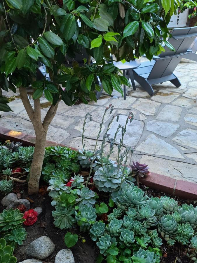 Carmel-by-the-Sea The Vagabond'S House Boutique Inn المظهر الخارجي الصورة